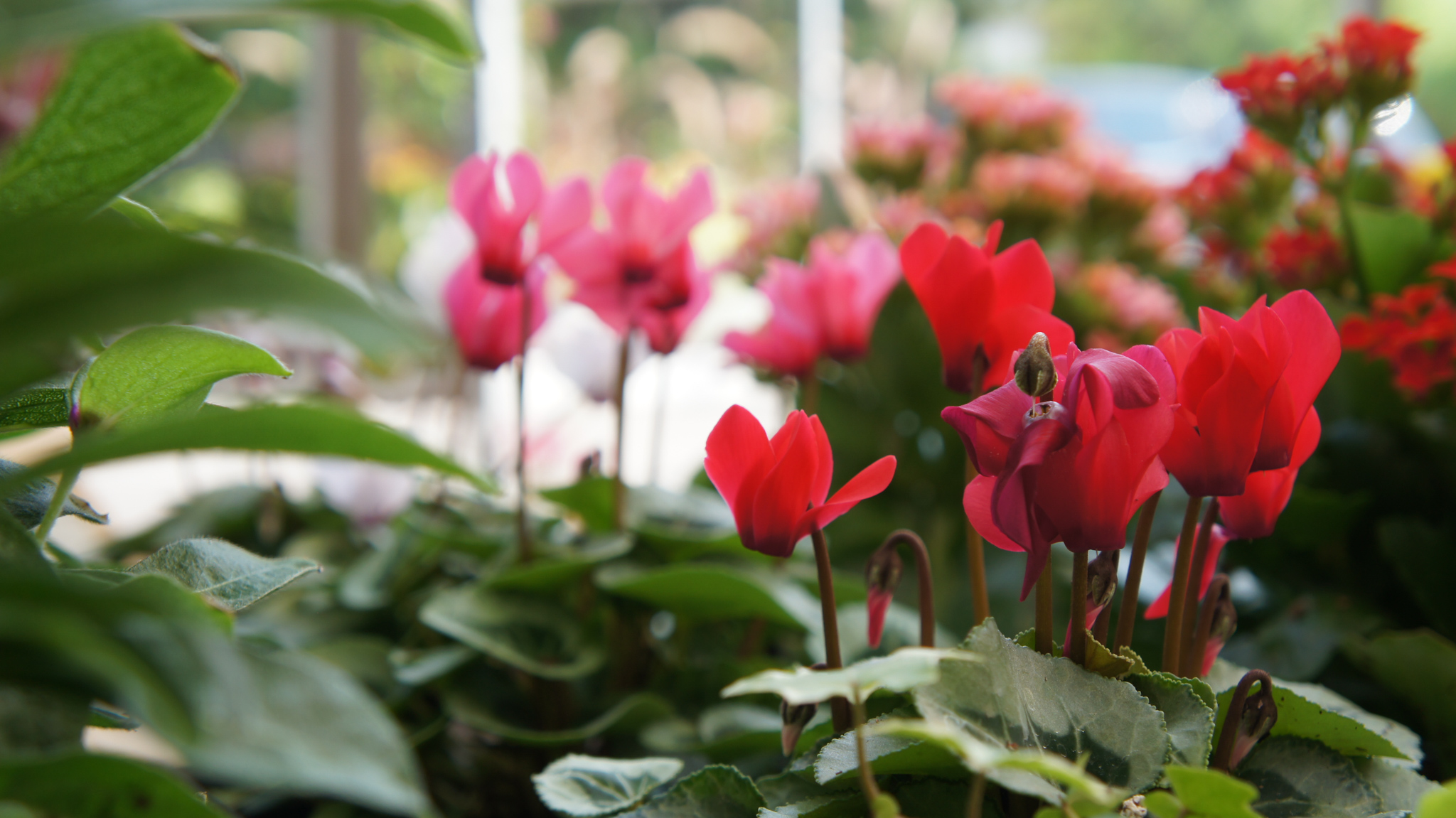 Olivers Blumenmanufaktur - Innen- und Außenpflanzen