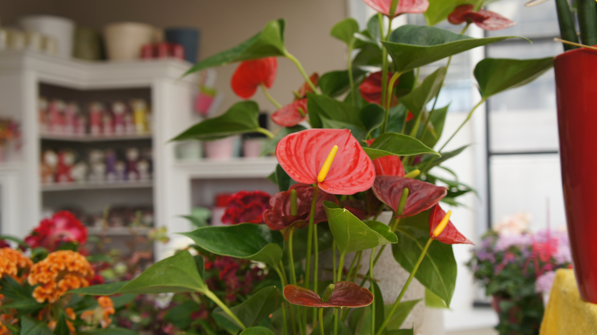 Olivers Blumenmanufaktur - Ihr Fleurop-Partner