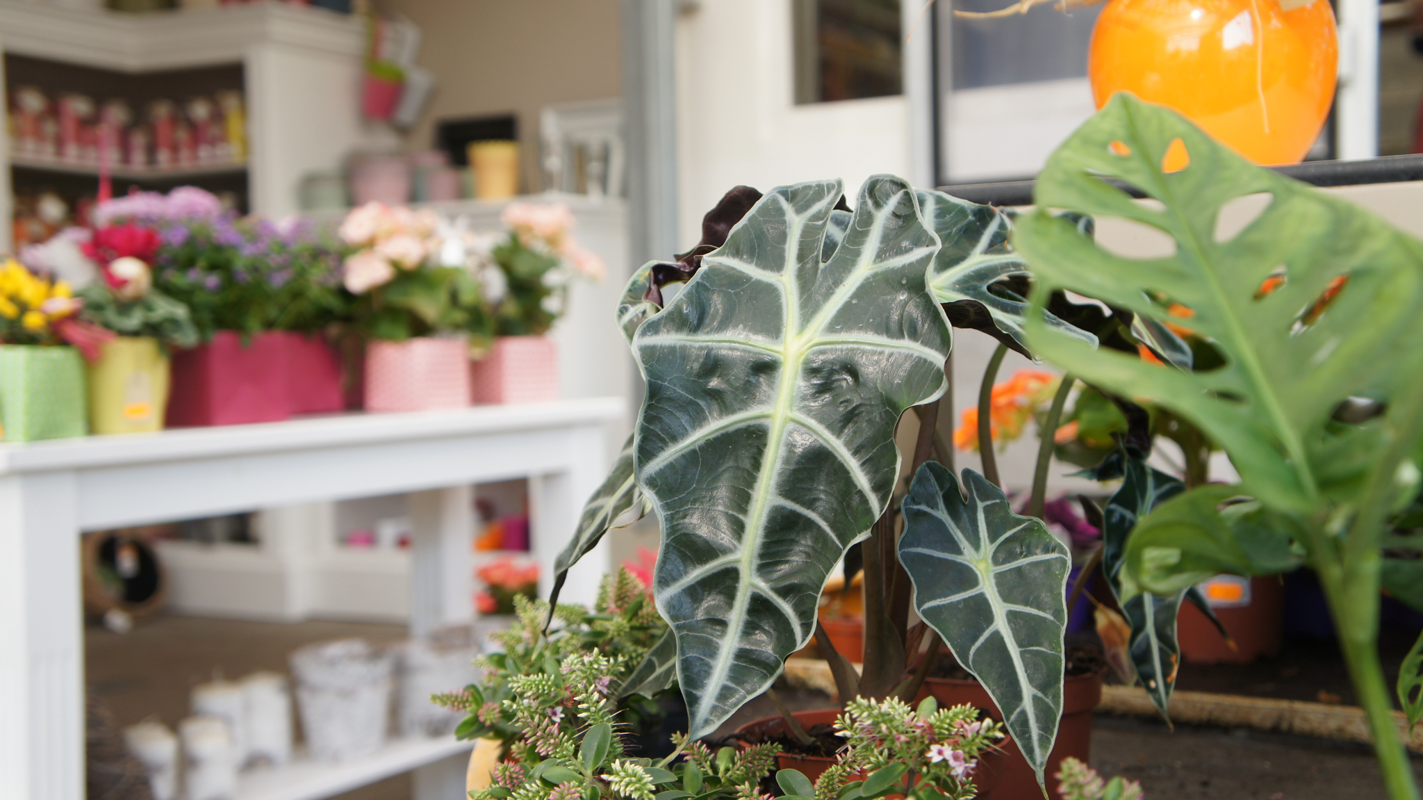 Olivers Blumenmanufaktur - Floristik, Blumengeschenke und Accessoires